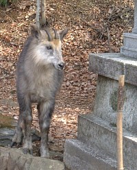 ニホンカモシカ