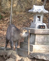 ニホンカモシカ